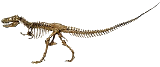 Dinosaur Skeleton