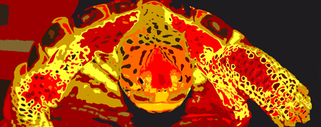 Testudo